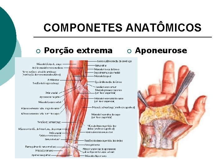 COMPONETES ANATÔMICOS ¡ Porção extrema ¡ Aponeurose 