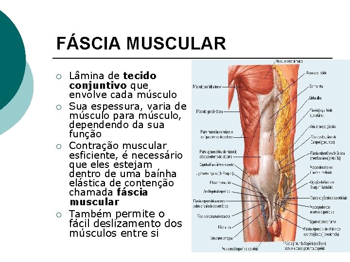 FÁSCIA MUSCULAR ¡ ¡ Lâmina de tecido conjuntivo que envolve cada músculo Sua espessura,