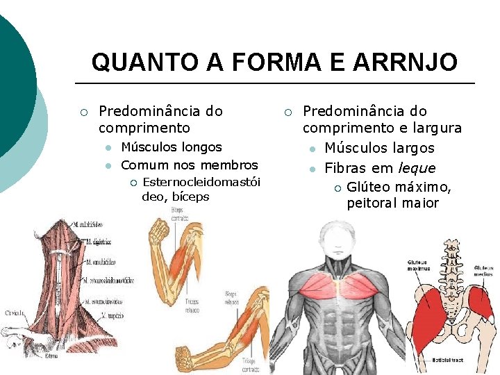 QUANTO A FORMA E ARRNJO ¡ Predominância do comprimento l l Músculos longos Comum