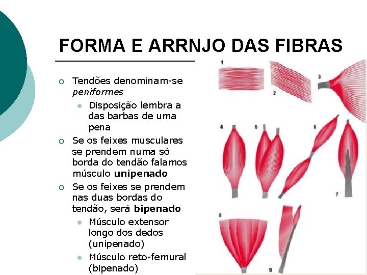 FORMA E ARRNJO DAS FIBRAS ¡ ¡ ¡ Tendões denominam-se peniformes l Disposição lembra