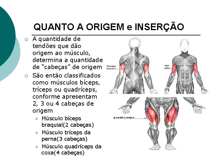 QUANTO A ORIGEM e INSERÇÃO ¡ ¡ A quantidade de tendões que dão origem