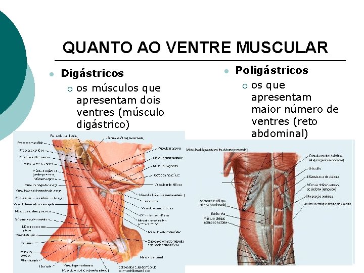 QUANTO AO VENTRE MUSCULAR l Digástricos ¡ os músculos que apresentam dois ventres (músculo