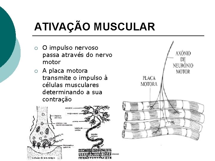 ATIVAÇÃO MUSCULAR ¡ ¡ O impulso nervoso passa através do nervo motor A placa