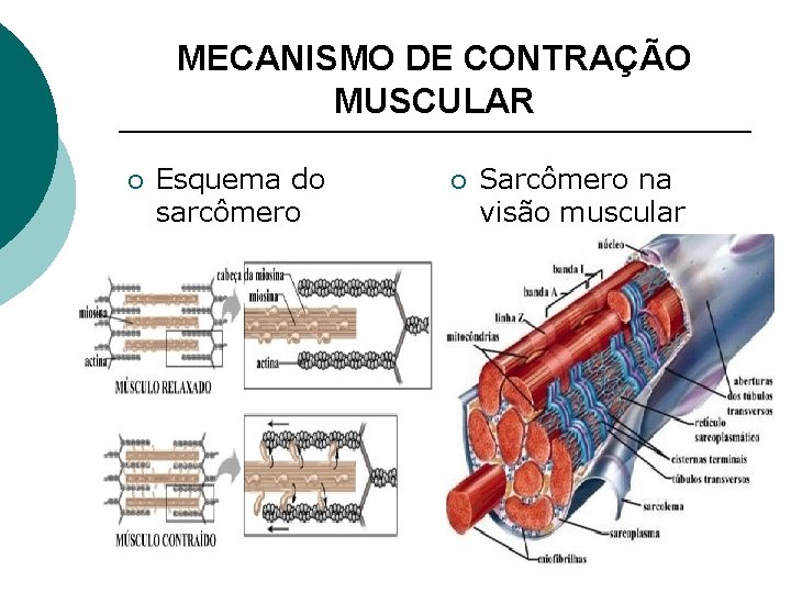 MECANISMO DE CONTRAÇÃO MUSCULAR ¡ Esquema do sarcômero ¡ Sarcômero na visão muscular 