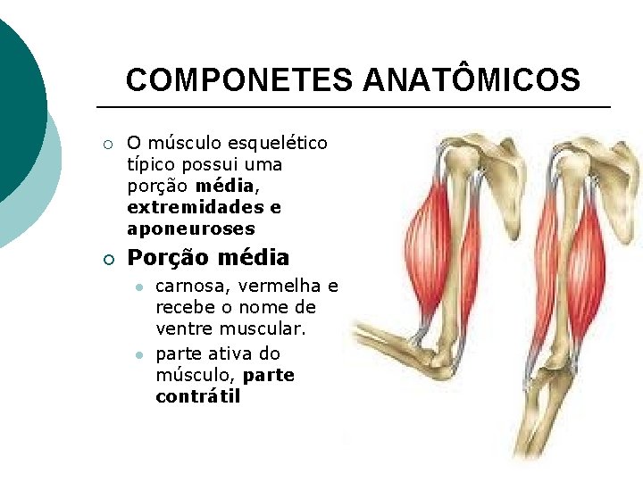 COMPONETES ANATÔMICOS ¡ ¡ O músculo esquelético típico possui uma porção média, extremidades e