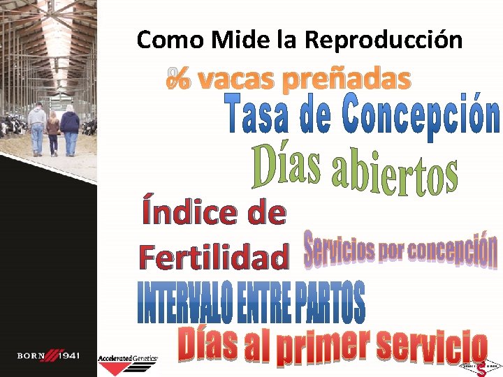 Como Mide la Reproducción % vacas preñadas Índice de Fertilidad 