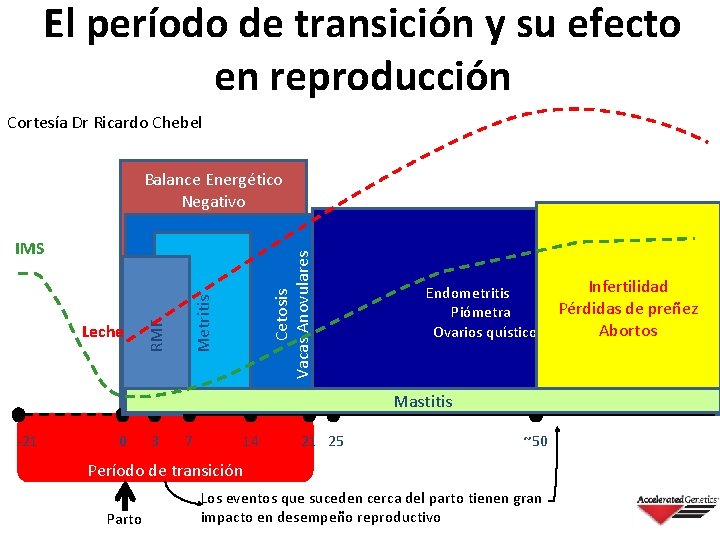 El período de transición y su efecto en reproducción Cortesía Dr Ricardo Chebel Balance El período de transición y su efecto en reproducción Cortesía Dr Ricardo Chebel Balance
