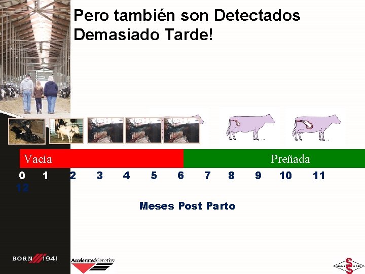 Pero también son Detectados Demasiado Tarde! Vacía 0 12 1 Vacía Preñada 2 3