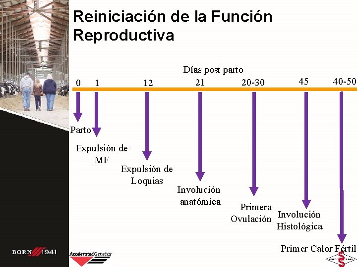 Reiniciación de la Función Reproductiva 0 1 12 Días post parto 21 20 -30