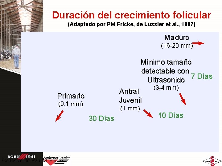 Duración del crecimiento folicular (Adaptado por PM Fricke, de Lussier et al. , 1987) Duración del crecimiento folicular (Adaptado por PM Fricke, de Lussier et al. , 1987)