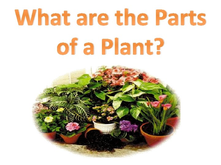 What are the Parts of a Plant? 