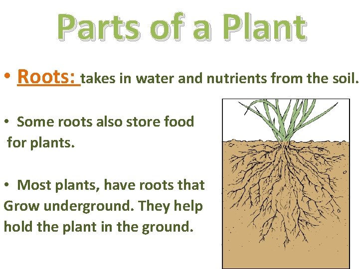Parts of a Plant • Roots: takes in water and nutrients from the soil.