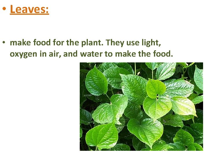  • Leaves: • make food for the plant. They use light, oxygen in