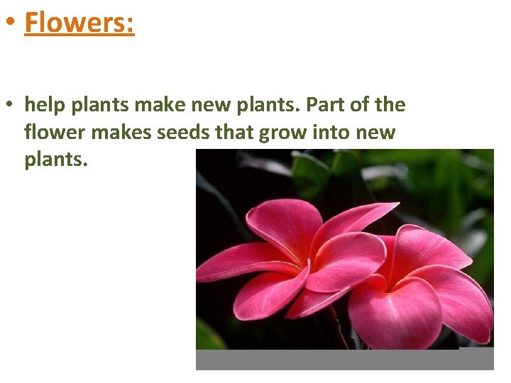  • Flowers: • help plants make new plants. Part of the flower makes