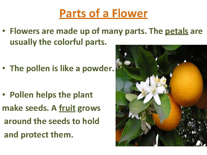 Parts of a Flower • Flowers are made up of many parts. The petals