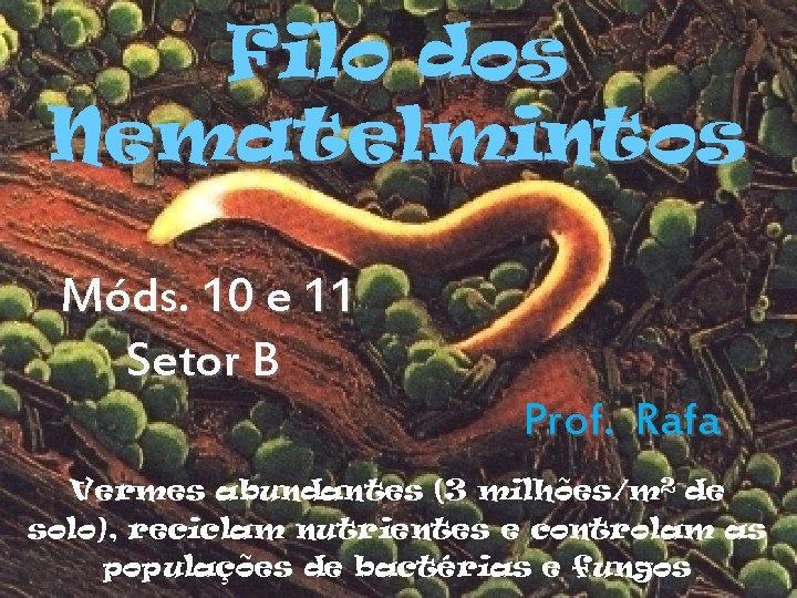 Filo dos Nematelmintos Móds. 10 e 11 Setor B Prof. Rafa Vermes abundantes (3