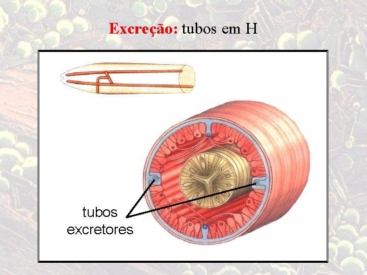 Excreção: tubos em H tubos excretores 