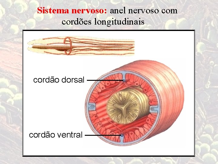 Sistema nervoso: anel nervoso com cordões longitudinais cordão dorsal cordão ventral 