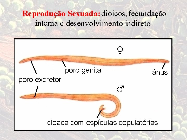 Reprodução Sexuada: dióicos, fecundação interna e desenvolvimento indireto ♀ poro excretor poro genital ânus