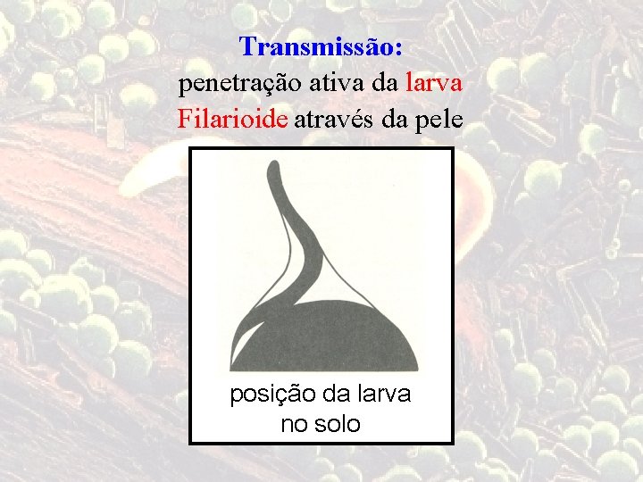 Transmissão: penetração ativa da larva Filarioide através da pele posição da larva no solo