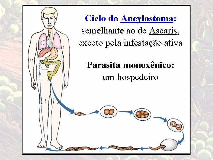 Ciclo do Ancylostoma: semelhante ao de Ascaris, exceto pela infestação ativa Parasita monoxênico: um