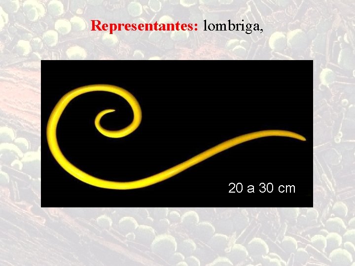 Representantes: lombriga, 20 a 30 cm 