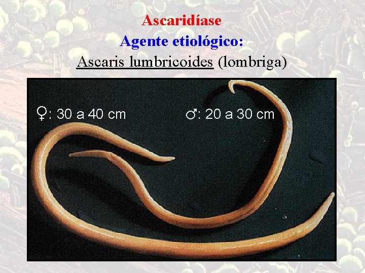 Ascaridíase Agente etiológico: Ascaris lumbricoides (lombriga) ♀: 30 a 40 cm ♂: 20 a