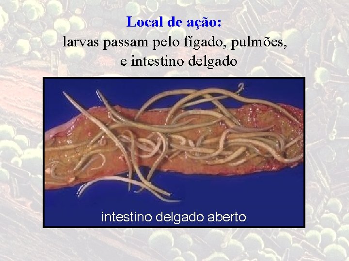 Local de ação: larvas passam pelo fígado, pulmões, e intestino delgado aberto 