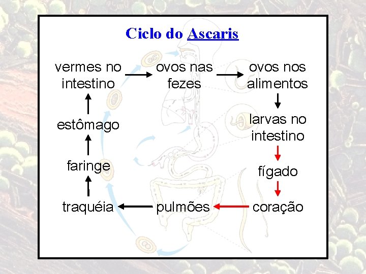 Ciclo do Ascaris vermes no intestino ovos nas fezes ovos nos alimentos estômago larvas