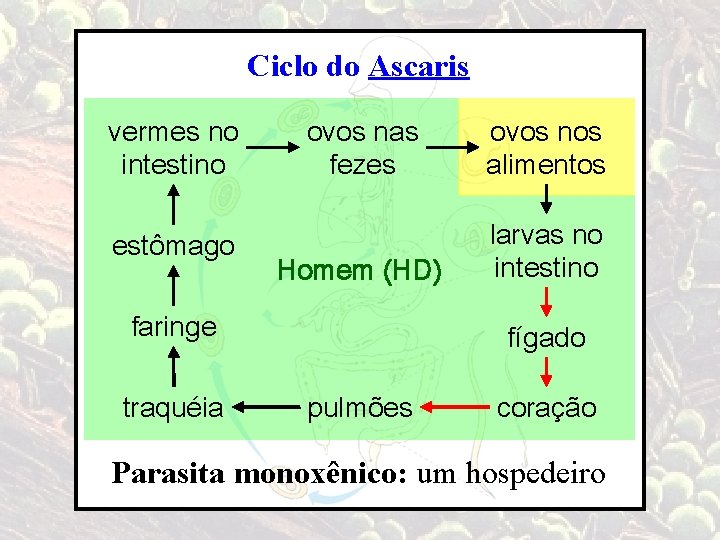 Ciclo do Ascaris vermes no intestino estômago ovos nas fezes ovos nos alimentos Homem