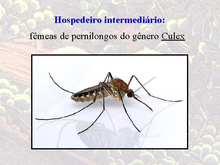 Hospedeiro intermediário: fêmeas de pernilongos do gênero Culex 