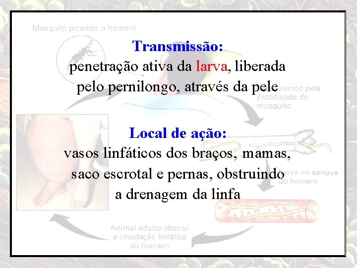 Transmissão: penetração ativa da larva, liberada pelo pernilongo, através da pele Local de ação: