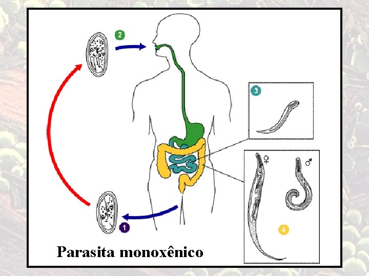 Parasita monoxênico 