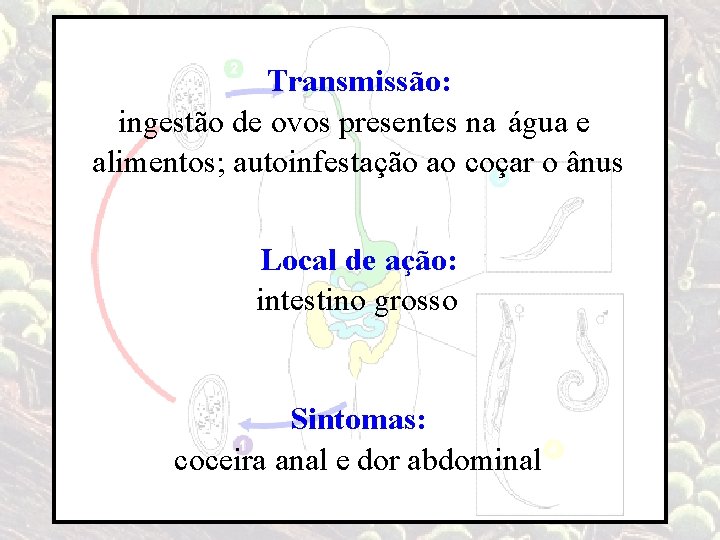 Transmissão: ingestão de ovos presentes na água e alimentos; autoinfestação ao coçar o ânus