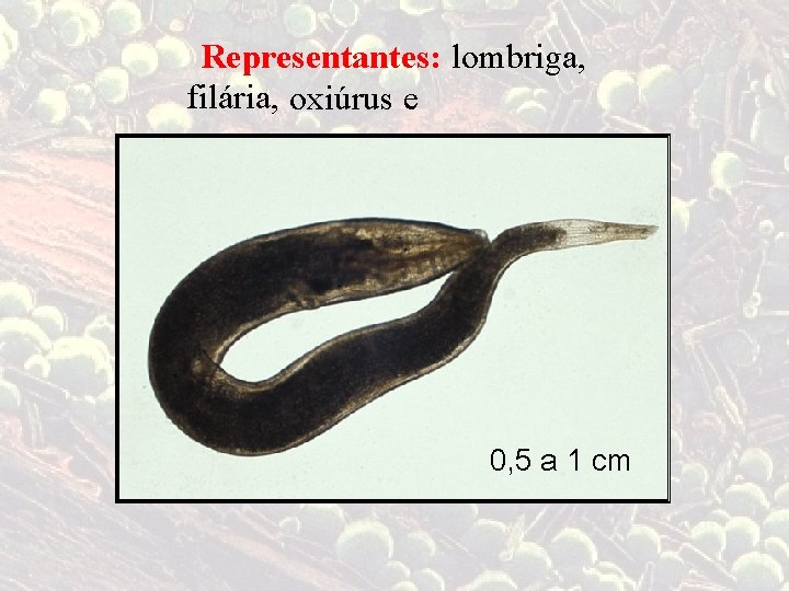 Representantes: lombriga, filária, oxiúrus e 0, 5 a 1 cm 