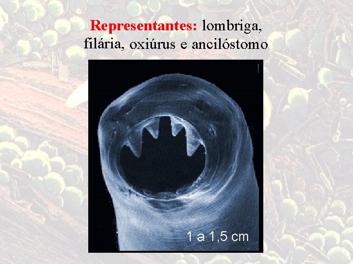 Representantes: lombriga, filária, oxiúrus e ancilóstomo 1 a 1, 5 cm 