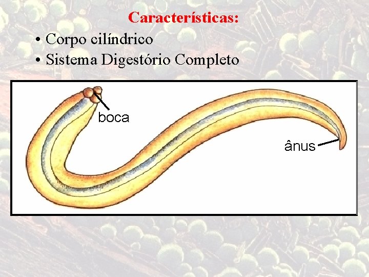 Características: • Corpo cilíndrico • Sistema Digestório Completo boca ânus 