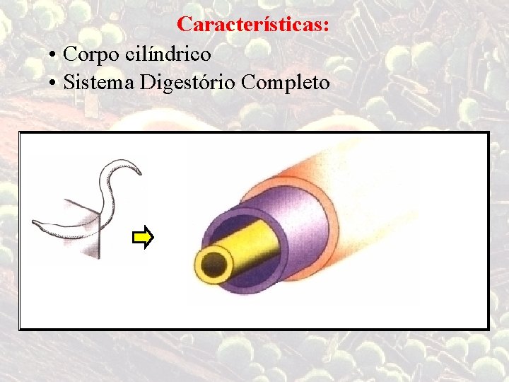 Características: • Corpo cilíndrico • Sistema Digestório Completo 