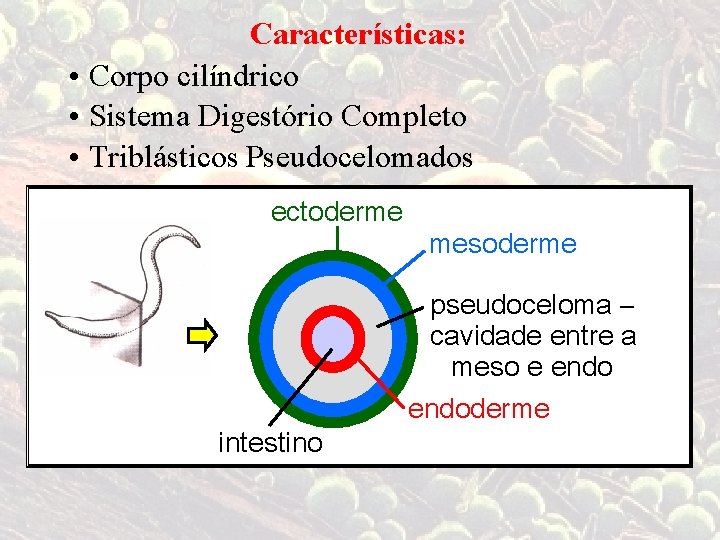 Características: • Corpo cilíndrico • Sistema Digestório Completo • Triblásticos Pseudocelomados ectoderme intestino mesoderme