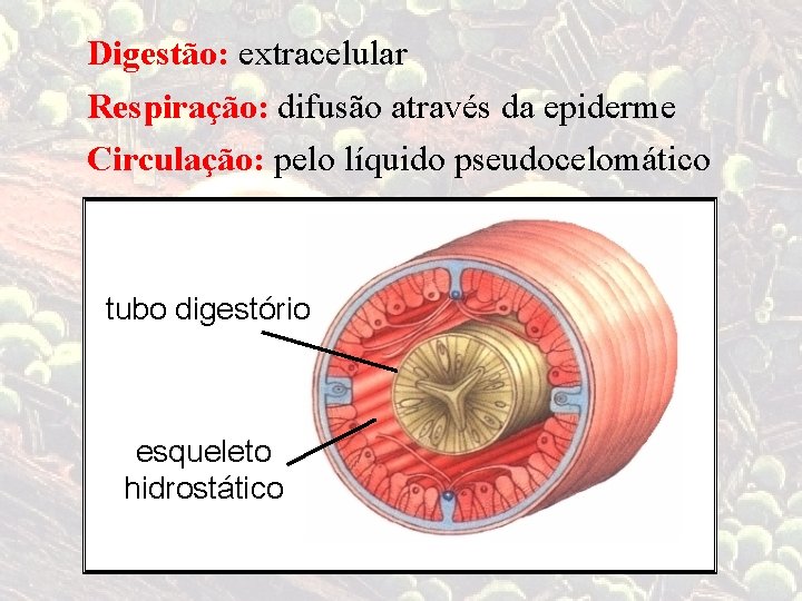 Digestão: extracelular Respiração: difusão através da epiderme Circulação: pelo líquido pseudocelomático tubo digestório esqueleto