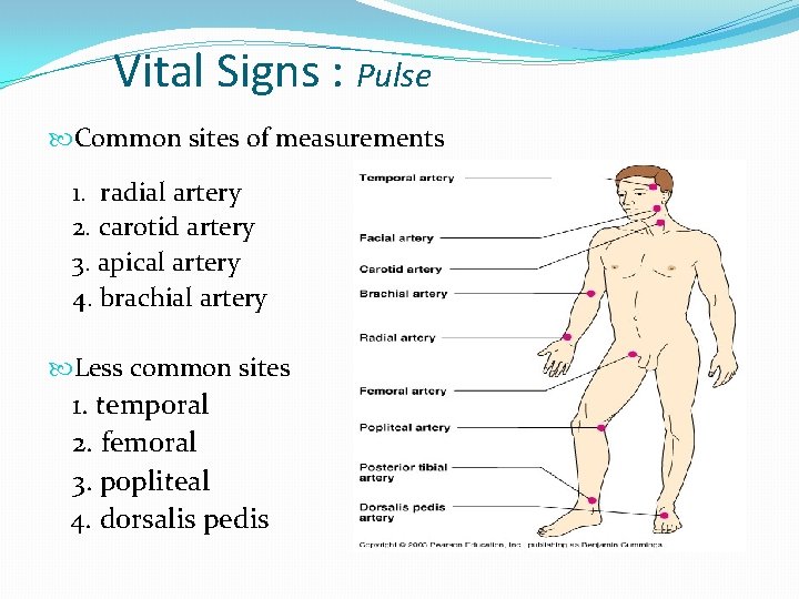 Vital Signs : Pulse Common sites of measurements 1. radial artery 2. carotid artery