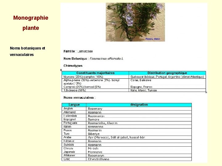 Monographie plante Noms botaniques et vernaculaires 