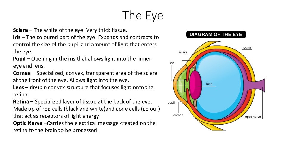 The Eye Sclera – The white of the eye. Very thick tissue. Iris –