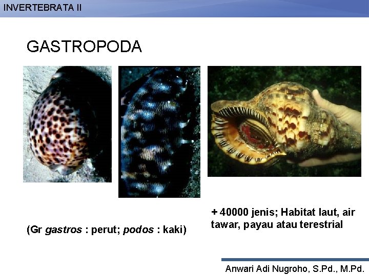 INVERTEBRATA II GASTROPODA (Gr gastros : perut; podos : kaki) + 40000 jenis; Habitat