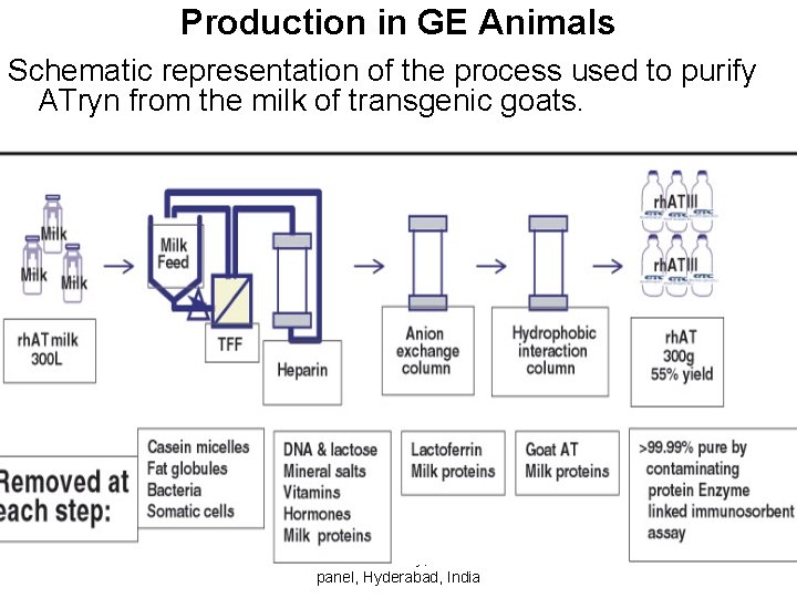 Production in GE Animals Schematic representation of the process used to purify ATryn from