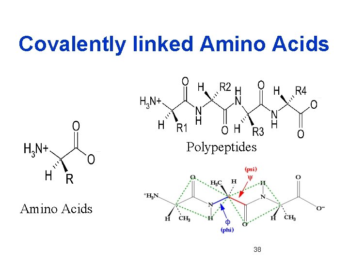 Covalently linked Amino Acids Polypeptides Amino Acids 38 