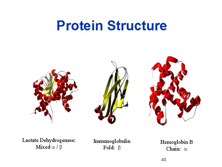 Protein Structure Lactate Dehydrogenase: Mixed a / b Immunoglobulin Fold: b Hemoglobin B Chain:
