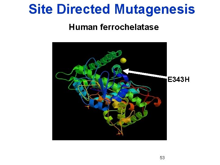 Site Directed Mutagenesis Human ferrochelatase E 343 H 53 