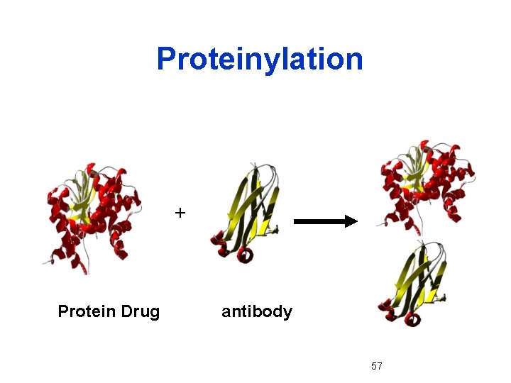 Proteinylation + Protein Drug antibody 57 