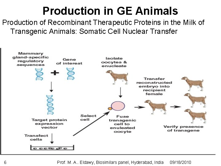 Production in GE Animals Production of Recombinant Therapeutic Proteins in the Milk of Transgenic